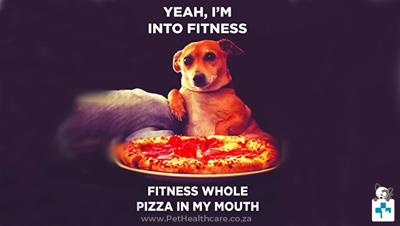 Top 20 Risky Mistakes,  Dog Walk,  professional dog training, Obedience training, Ringworm, Deworming Pets,  Roundworms,  Ticks,  Rocky Mountain spotted fever,  Lyme disease,  Tick control,  flea infestation,  bubonic plague,  Spaying,  Neutering,  Overweight,  Exercise,  Body Language,  Attention,  Digging, Chewing,  Barking,  Bored cats,  Treats,  Litter Boxes,  Leaving Dogs Alone,  Depression in pets,  Reward good behaviour,  Scolding Pets,  Children with Pets,  Cats and milk,  Dog walking,  Hot asphalt,  Giving Bones to Dogs,  Table Scraps,  Drinking Water.