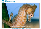  Best Animal Dads Seahorse