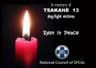 dog fighting is illegal in South Africa SPCA Tsakane