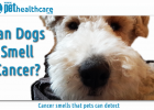 Dogs can smell cancer on humans