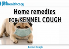 Kennel Cough Pet Health Care Bordetella virus home remedies