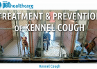 Kennel Cough Pet Health Care Bordetella virus