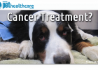 cancer treatment for pets 