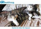 Roelien the cat and Likkie Leguaan rescue