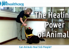 the healing power of animals