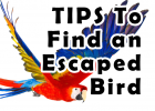 Finding an escaped bird, Bird Rescue, Parrot Rescue, Exotic Bird Rescue, Pet Insurance, Pet Healthcare,